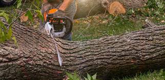 Best Lot and Land Clearing  in Sonora, CA