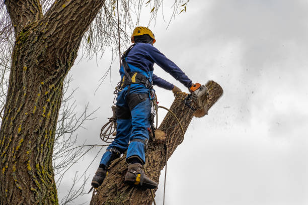 Sonora, CA Tree Removal Company