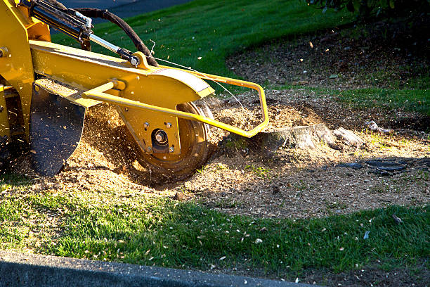 Best Tree Health Inspection  in Sonora, CA